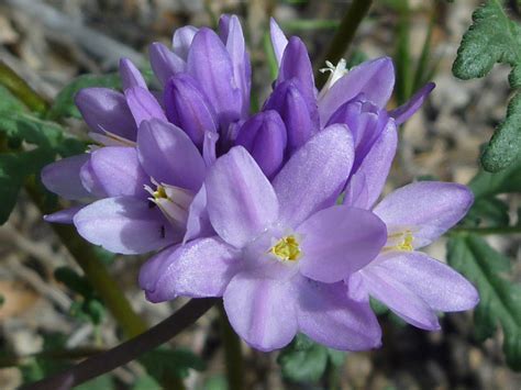 30 Mojave Desert Wildflowers: Dichelostemma Capitatum