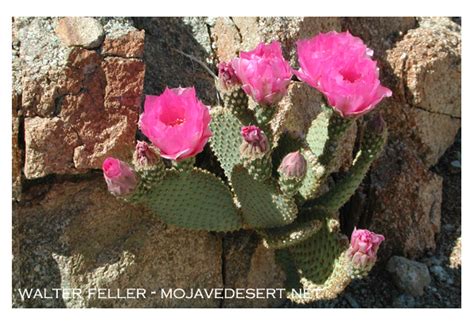 Mojave Desert Succulents