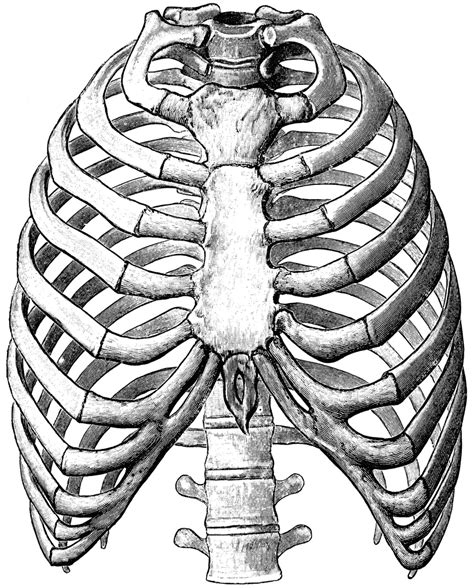 Front View of Thorax | ClipArt ETC