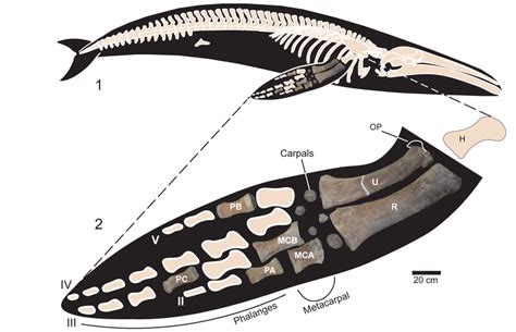 1, Right lateral view of the skeleton of a generalized mysticete whale ...