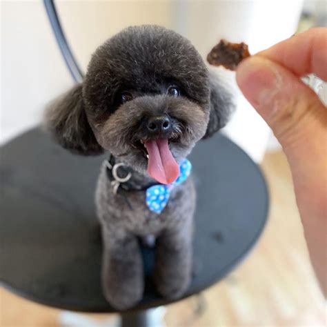 Blue Poodle: What's So Special About These Pooches?