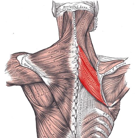 Rhomboid muscles | Golf Loopy - Play Your Golf Like a Champion