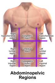 Quadrants and regions of abdomen - Wikipedia