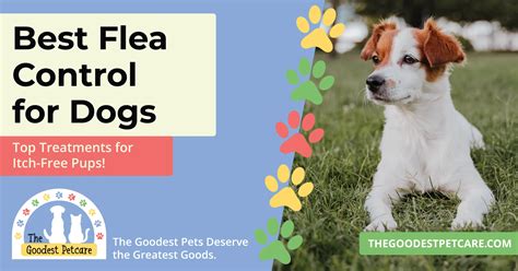 Best Flea Control for Dogs: Top Treatments for Itch-Free Pups