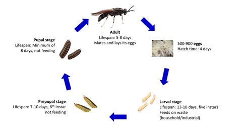 Crane Fly Larvae Wholesale Online, Save 66% | jlcatj.gob.mx