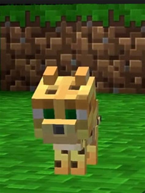 Cat Breeds Minecraft - Pets Lovers