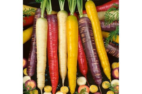 Top Carrot Varieties Ready for the Picking Right Now - Growing Produce