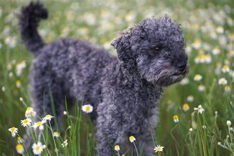 Blue Poodle: Facts, Origin & History (With Pictures) | Hepper