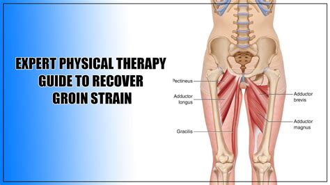 Diagram Of Groin Area