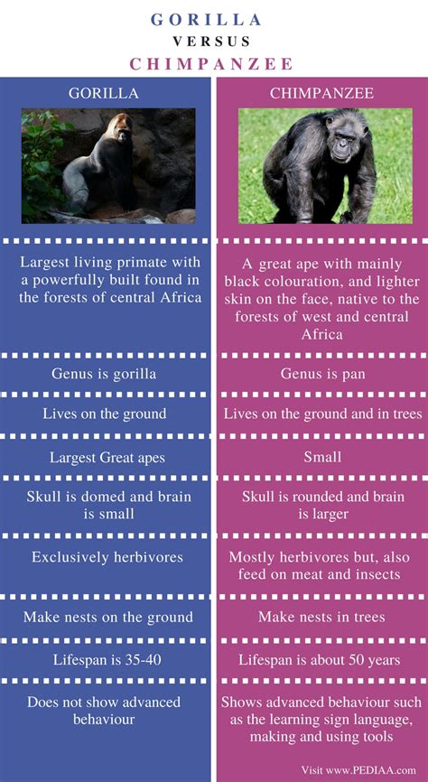 Difference Between Gorilla and Chimpanzee - Pediaa.Com