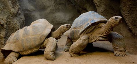 Aldabra Tortoise – Clyde Peeling's Reptiland