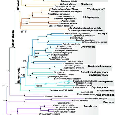 Phylogeny and Cell Biology of Opisthokonts (A) Phylogenetic tree based ...