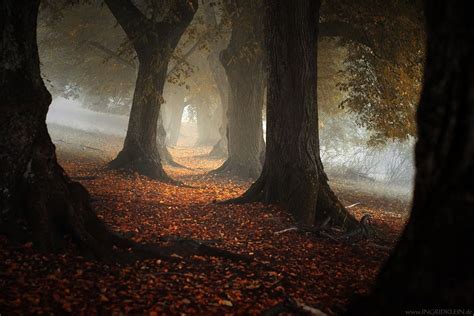 Autumn Forest Photography Pictures, Photos, and Images for Facebook ...