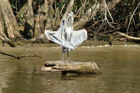 Honey Island Swamp Small Boat Tour with Transfer - New Orleans ...