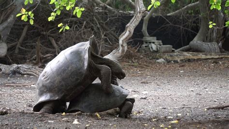 Galapagos Tortoise Facts and Pictures