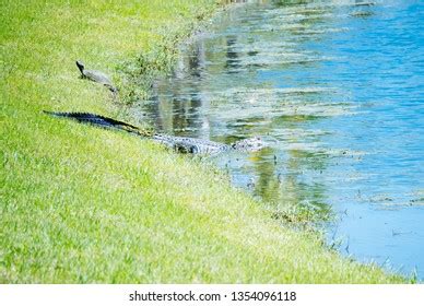 73 Snook Habitat Images, Stock Photos & Vectors | Shutterstock