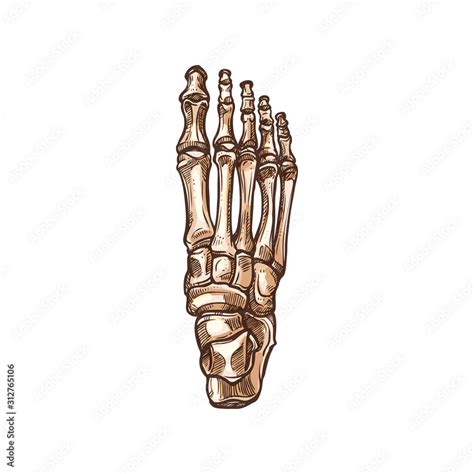 Foot bones skeleton isolated sketch. Vector detailed human anatomy ...