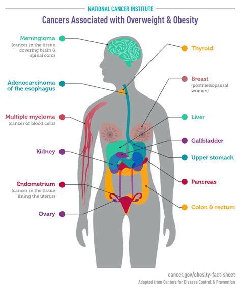 Obesity and Cancer Fact Sheet - NCI