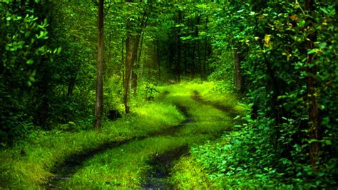 4k Nature Green Wallpapers - Top Free 4k Nature Green Backgrounds ...