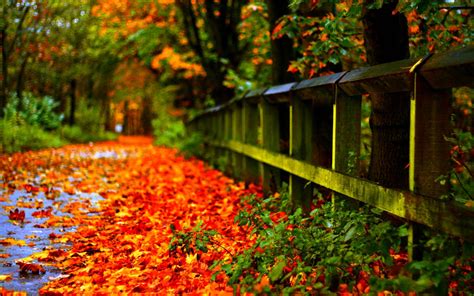 Wallpapers Autumn Leaves - Wallpaper Cave