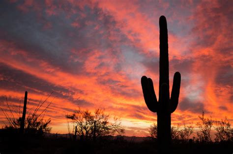 Saguaro Cactus At Sunset by Steve Lewis Stock