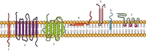 Membrane Protein Overview – Creative Biolabs Blog