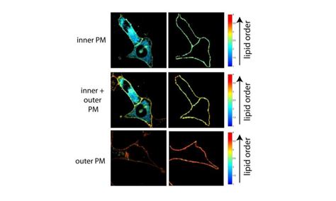 'Lipid asymmetry' plays key role in activating immune cells