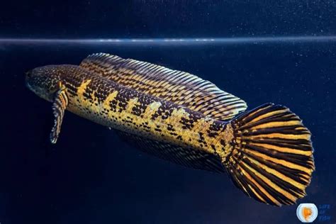 Snakehead Fish | 13 Interesting Facts About This Monster Fish