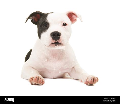 American Pit Bull Terrier Puppy Black And White - Goimages Talk