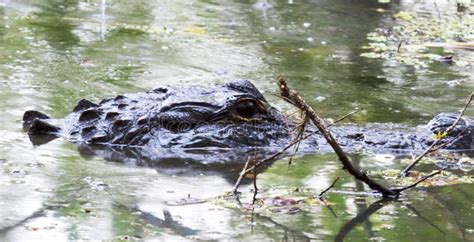 Crocodile in Florida swamp stock photo. Image of wade - 12175312