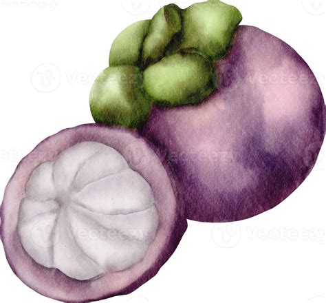 watercolor mangosteen clip art 10987986 PNG