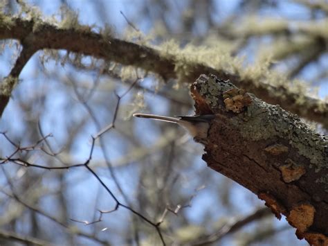 black capped chickadee nest | Mary Richmond's Cape Cod Art and Nature