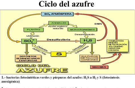 Ciclo del Azufre ~ Ciclos Biogeoquímicos