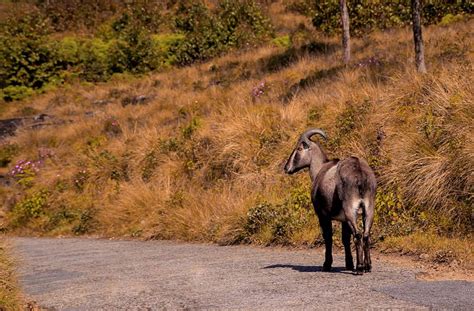 3+ Free Nilgiri Tahr & Munnar Photos