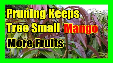 Pruning Mango Tree To Keep it Small: What Happens When You Prune Mango ...