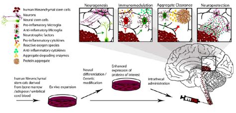 What’s the Stem Cells Buzz this Week? – Hippo and Muscle Stem Cells ...