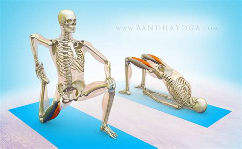 The Daily Bandha: The Rectus Femoris Muscle in Yoga