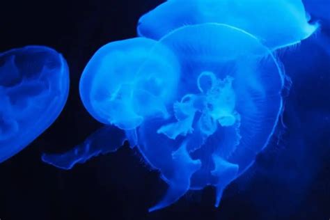 Bioluminescent Jellyfish | 7 Illuminating Facts You Must Know