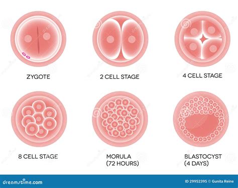 Fertilized Egg Development Cartoon Vector | CartoonDealer.com #29952395