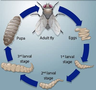 Life Cycle Of A House Fly Diagram