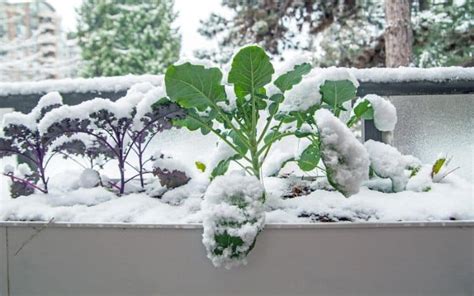 Winter Vegetable Garden: How To Grow Vegetables In Winter | Curb Wise