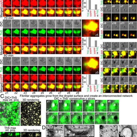 hIAPP undergoes LLPS, with droplets transitioning between a liquid and ...