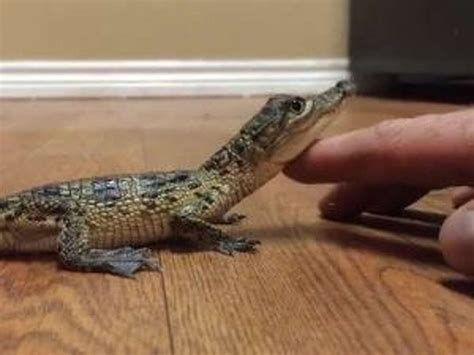 Watch: Baby crocodile likes to be pet like a kitten