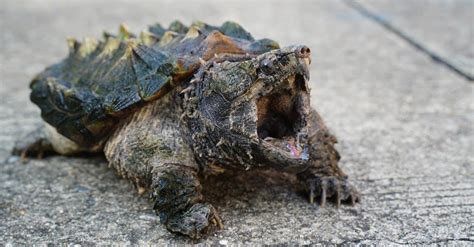 Alligator Snapping Turtle vs Common Snapping Turtle: What Are The ...