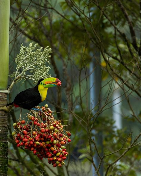 Toucan Bird Photos, Download The BEST Free Toucan Bird Stock Photos ...