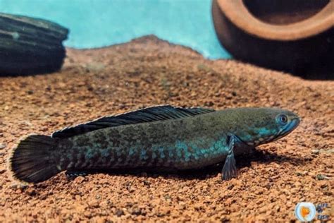 Snakehead Fish | 13 Interesting Facts About This Monster Fish