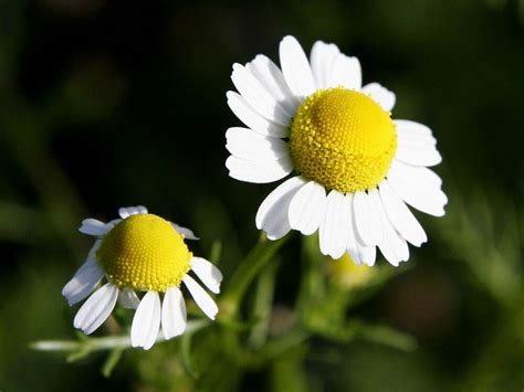 Chamomile flowers - Desi Comments