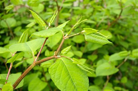 Japanese Knotweed Invasive Species