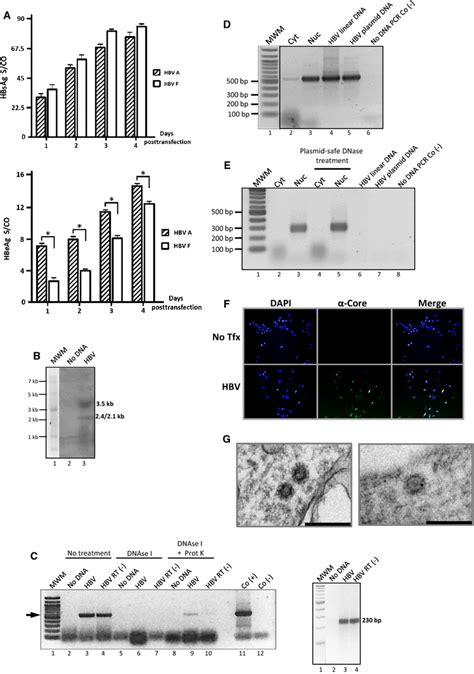 Replication of HBV clone 4.5 in human hepatocarcinoma cells. (A ...