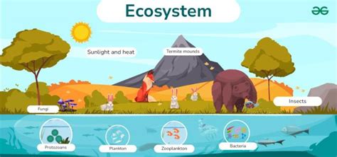 Simple Ecosystem Diagram With Explanations - GeeksforGeeks